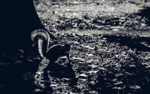 Squirrel in the Shade