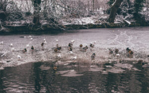 Sheffield in the Snow