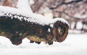 Sheffield in the Snow