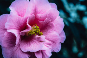 Sheffield Botanical Gardens Greenhouse