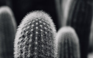 Sheffield Botanical Gardens Greenhouse