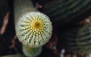Sheffield Botanical Gardens Greenhouse