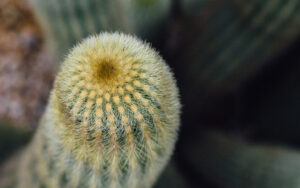 Sheffield Botanical Gardens Greenhouse