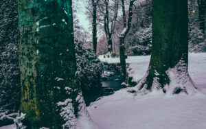 Endcliffe Park Snow