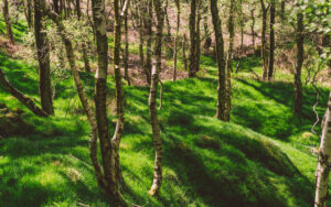 Froggatt Woods, Padley Gorge