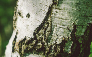 Froggatt Woods, Padley Gorge