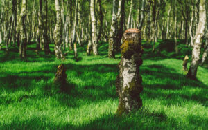 Froggatt Woods, Padley Gorge