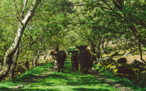 Froggatt Woods, Padley Gorge