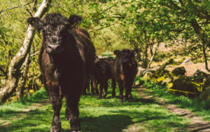 Froggatt Woods, Padley Gorge