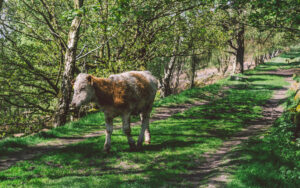 Froggatt Woods, Padley Gorge