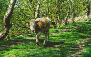 Froggatt Woods, Padley Gorge