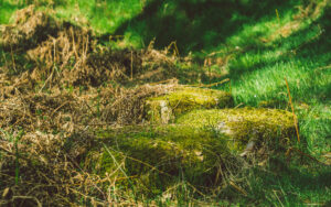 Froggatt Woods, Padley Gorge