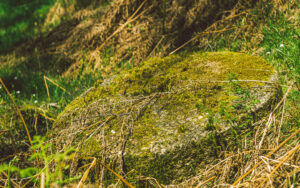 Froggatt Woods, Padley Gorge