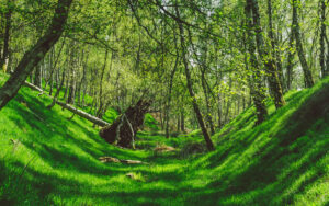 Froggatt Woods, Padley Gorge