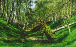 Froggatt Woods, Padley Gorge