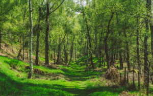 Froggatt Woods, Padley Gorge