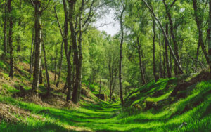 Froggatt Woods, Padley Gorge
