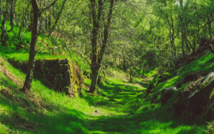 Froggatt Woods, Padley Gorge