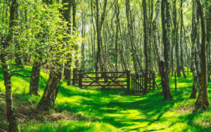 Froggatt Woods, Padley Gorge