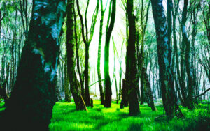 Froggatt Woods, Padley Gorge