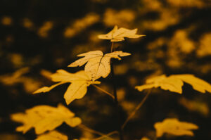 Autumn Leaves