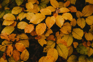 Autumn Leaves