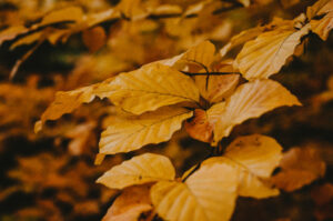 Autumn Leaves