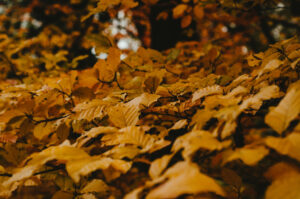 Autumn Leaves