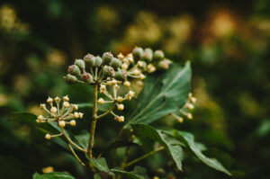 Autumn Leaves