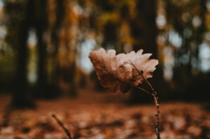 Autumn Leaves