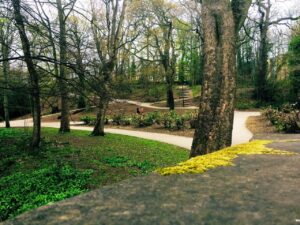 Sheffield’s Porter Valley and Endcliffe Park aren't half bad for a Dog walk. 👌