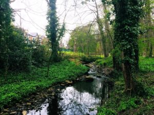 Sheffield’s Porter Valley and Endcliffe Park aren't half bad for a Dog walk. 👌