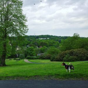 Sheffield’s Porter Valley and Endcliffe Park aren't half bad for a Dog walk. 👌