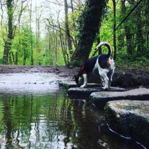 Sheffield’s Porter Valley and Endcliffe Park aren't half bad for a Dog walk. 👌