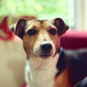 Ozzy is top dawg and he fucking knows it. #jackrussellterrier #jackrussell #jackrussels #dog #cute #pet #animal #ozzy #…