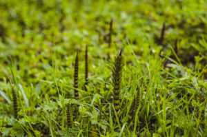 Things I saw at Porter Clough.