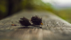 Things I saw at Porter Clough.