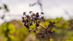 Things I saw at Porter Clough.