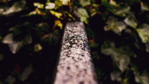 Things I saw at Porter Clough.