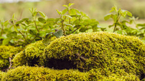 Things I saw at Porter Clough.
