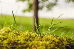 Things I saw at Porter Clough.