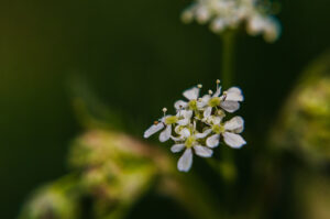 Things I saw at Porter Clough.