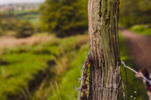 Things I saw at Porter Clough.