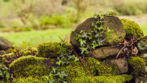 Things I saw at Porter Clough.