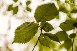 Things I saw at Porter Clough.