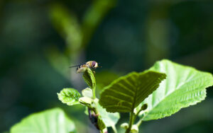 Things I saw at Porter Clough.