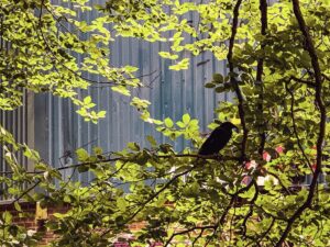 The iPhone XS Max is decent. 👌