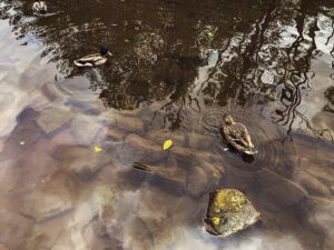 Endcliffe Park