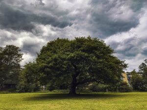 Endcliffe Park