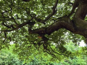 Endcliffe Park